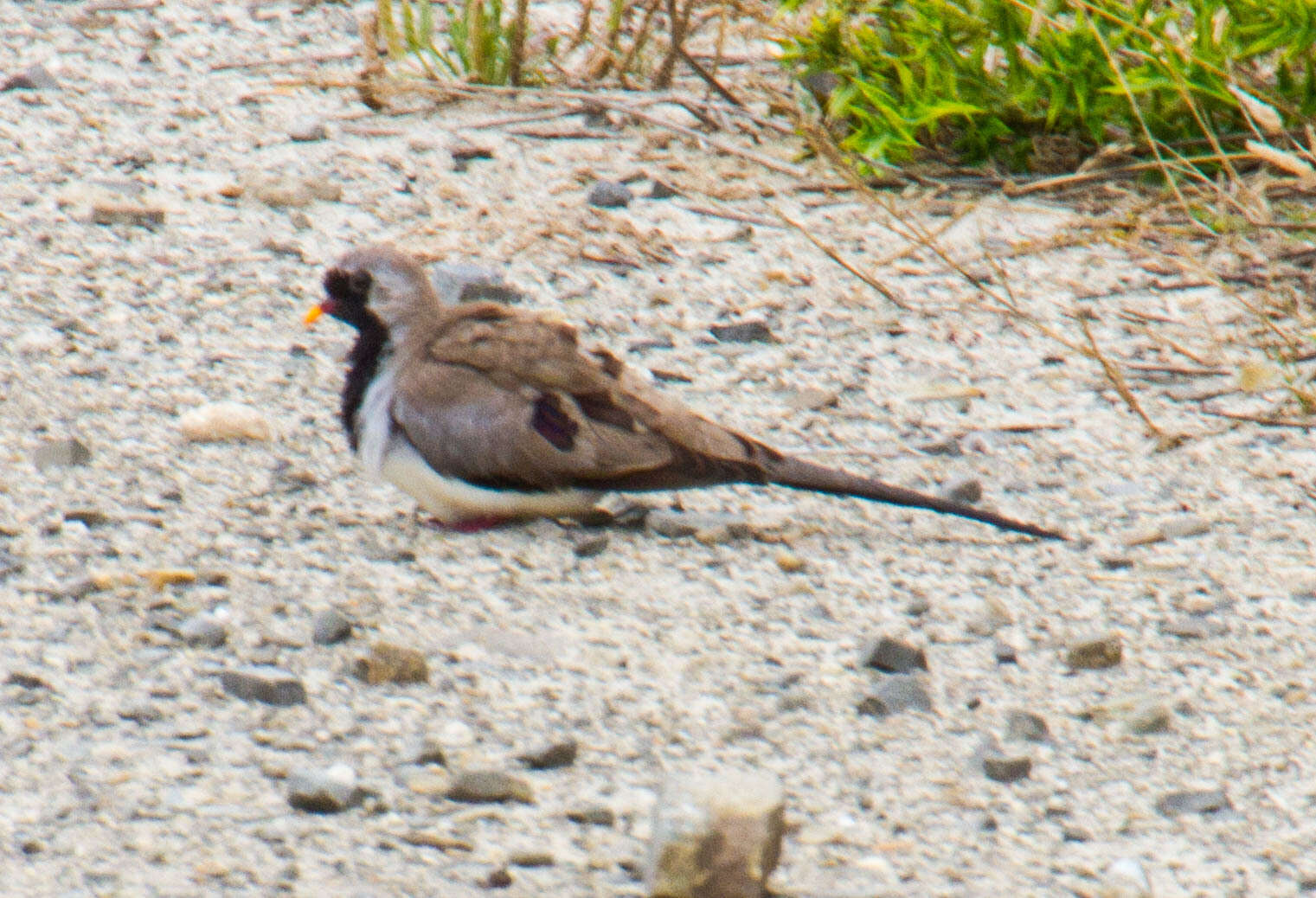 Image of Oena capensis capensis (Linnaeus 1766)