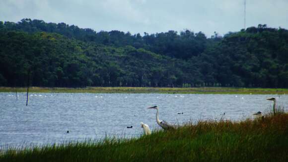 Image of Cocoi Heron