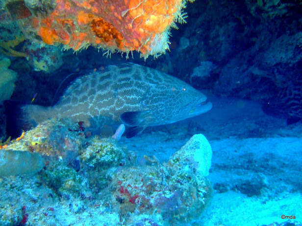 Image of Black Grouper