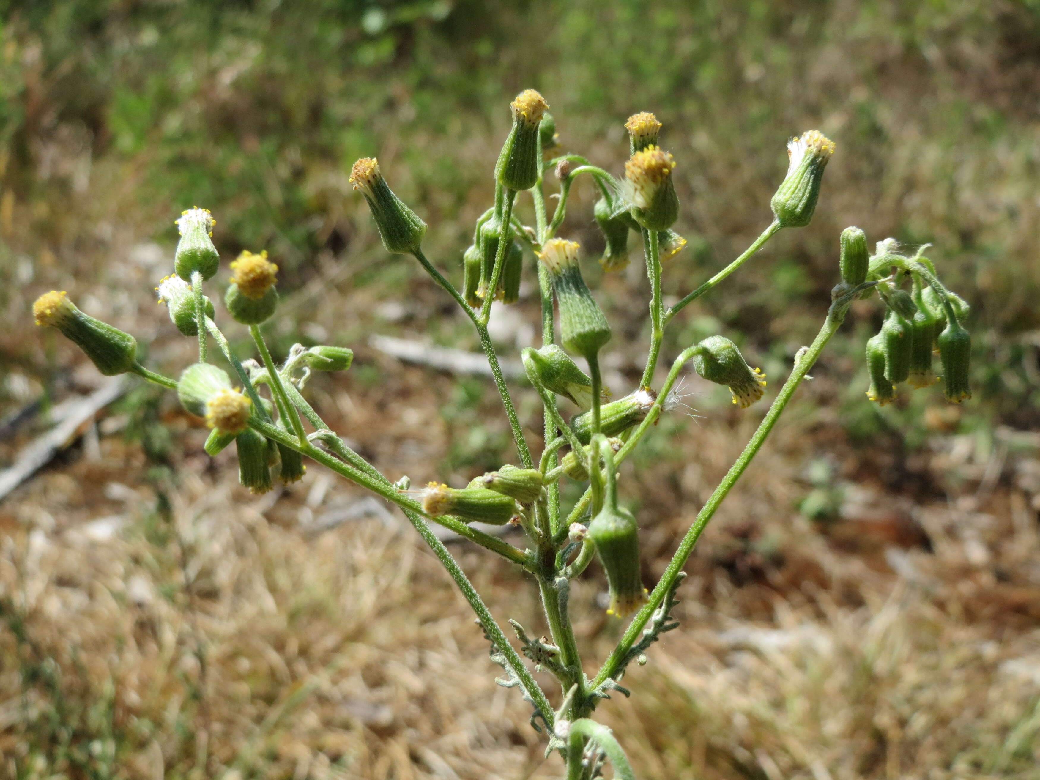 Image of wood groundsel, heather groundsel