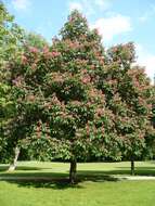 Image of red horse-chestnut