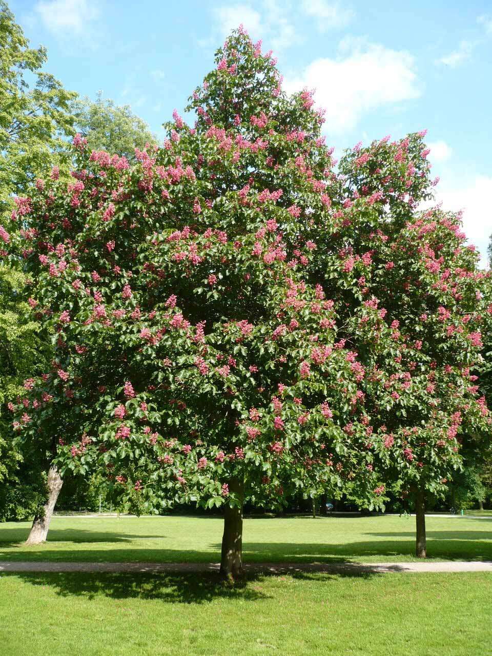 Image of red horse-chestnut