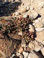 Image of Delosperma guthriei Lavis