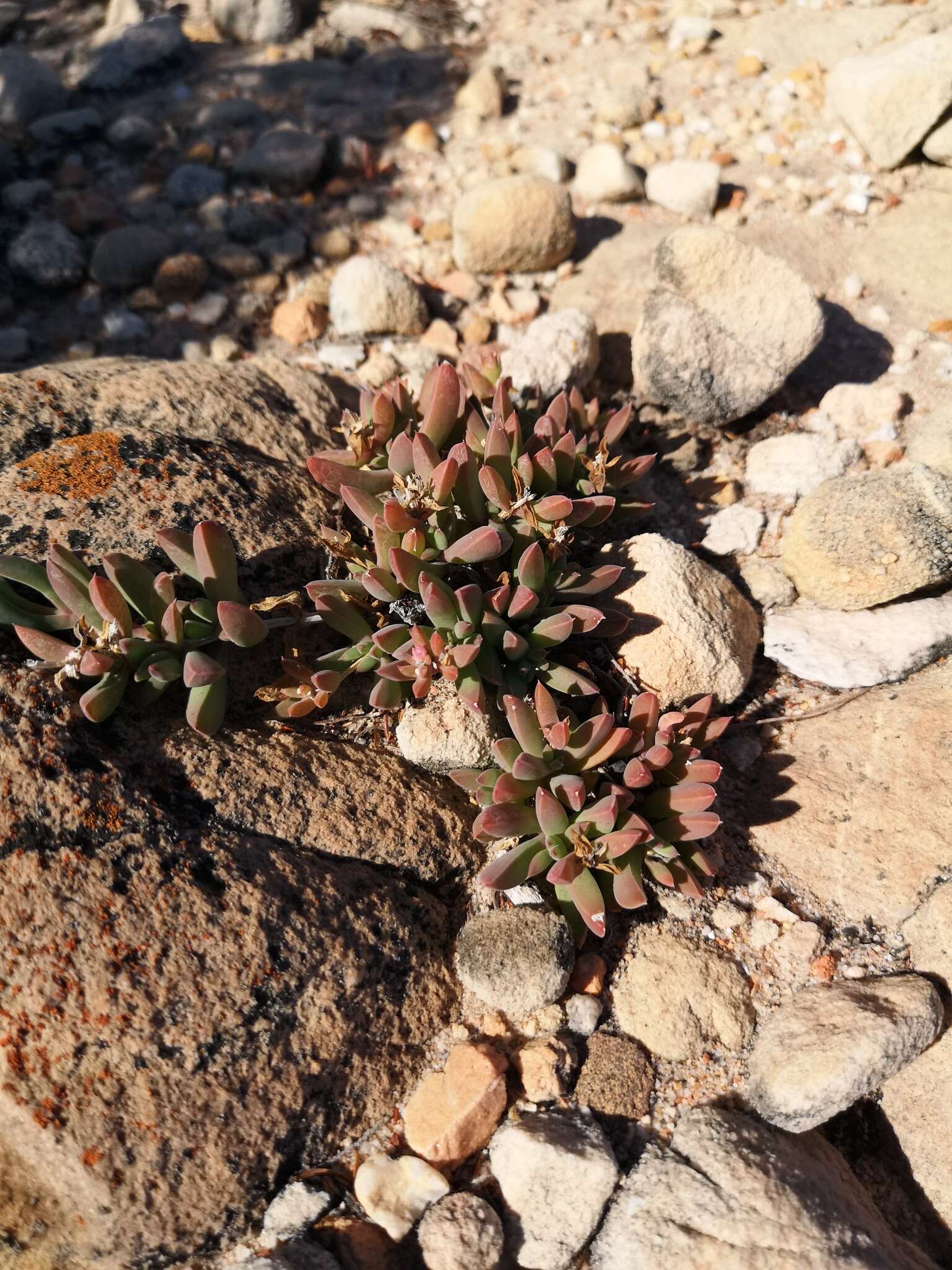 Imagem de Delosperma guthriei Lavis