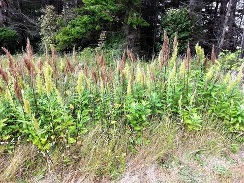 Image of coastal wormwood