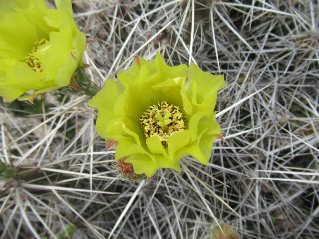 Image of Big Bend pricklypear