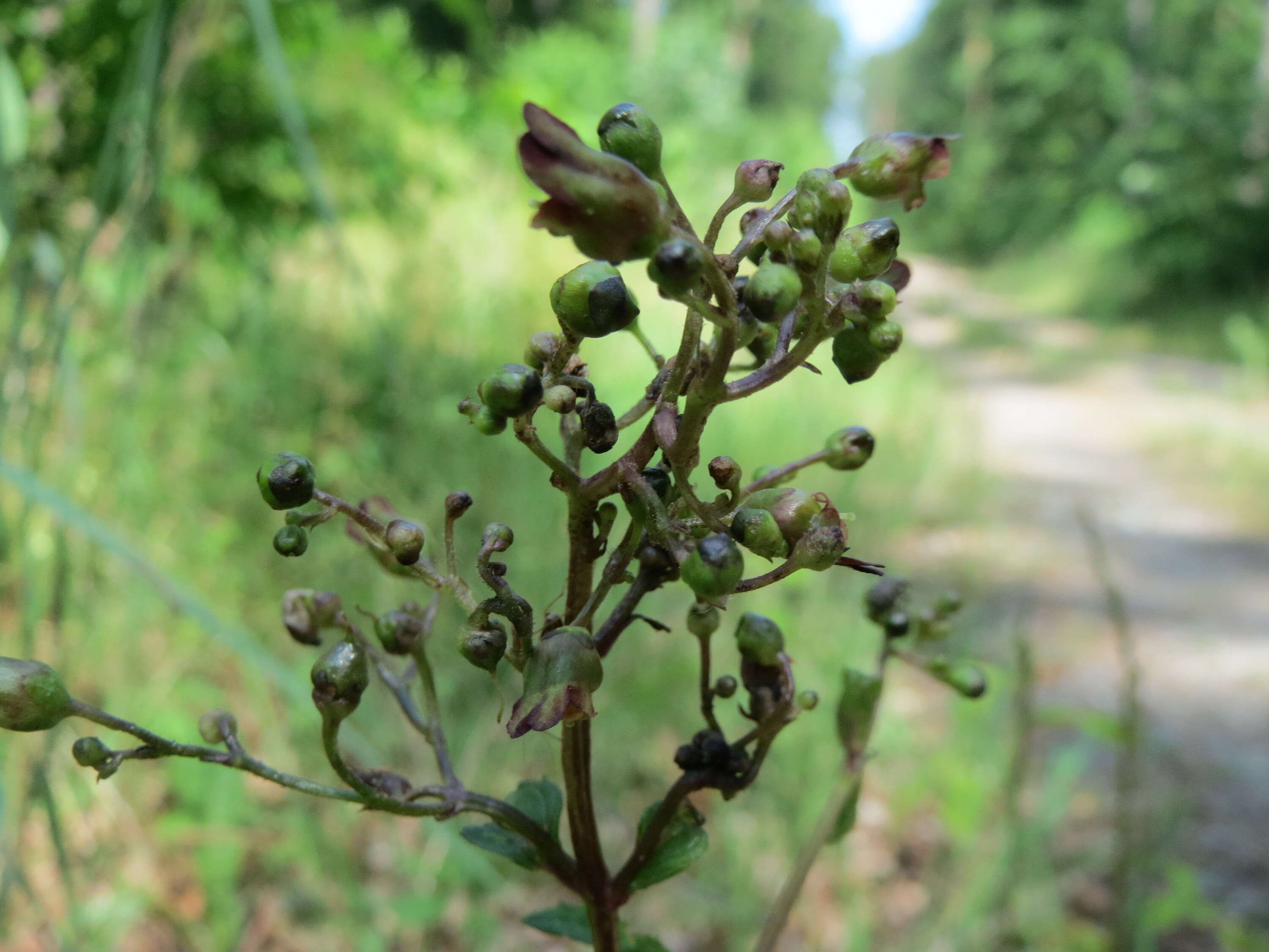 Imagem de Scrophularia nodosa L.