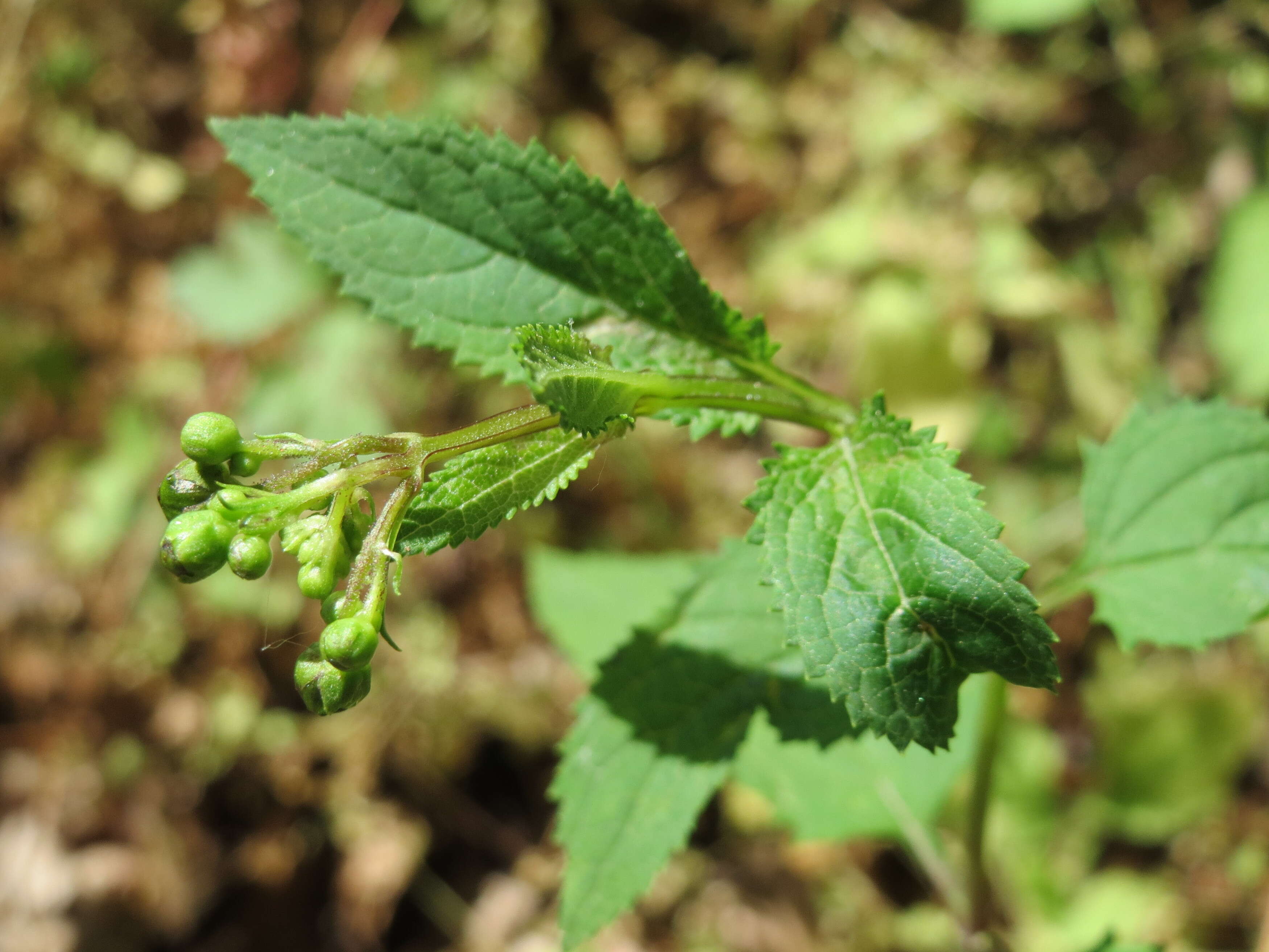 Imagem de Scrophularia nodosa L.