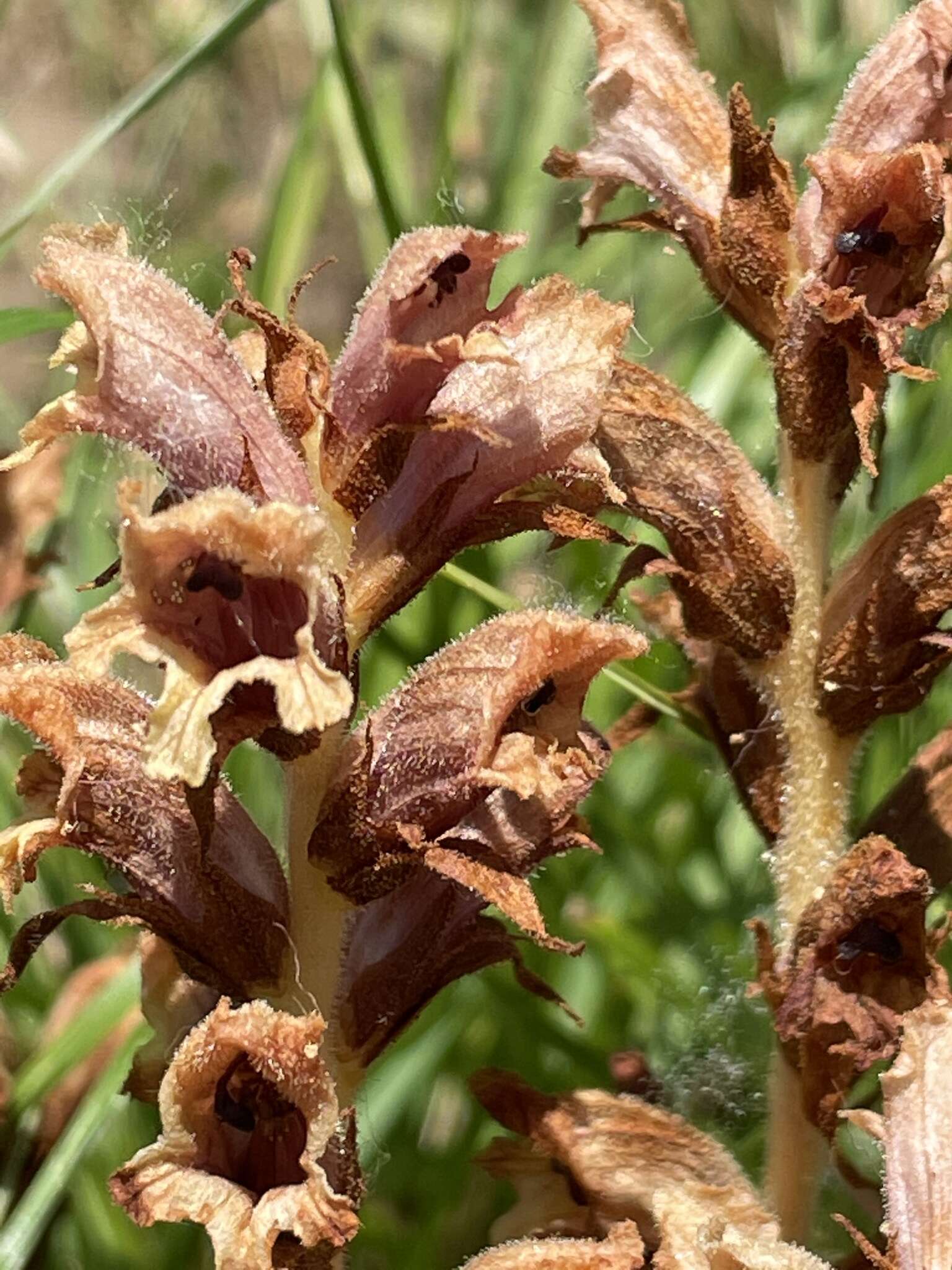 Orobanche teucrii Holandre的圖片