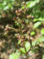 Imagem de Scrophularia nodosa L.