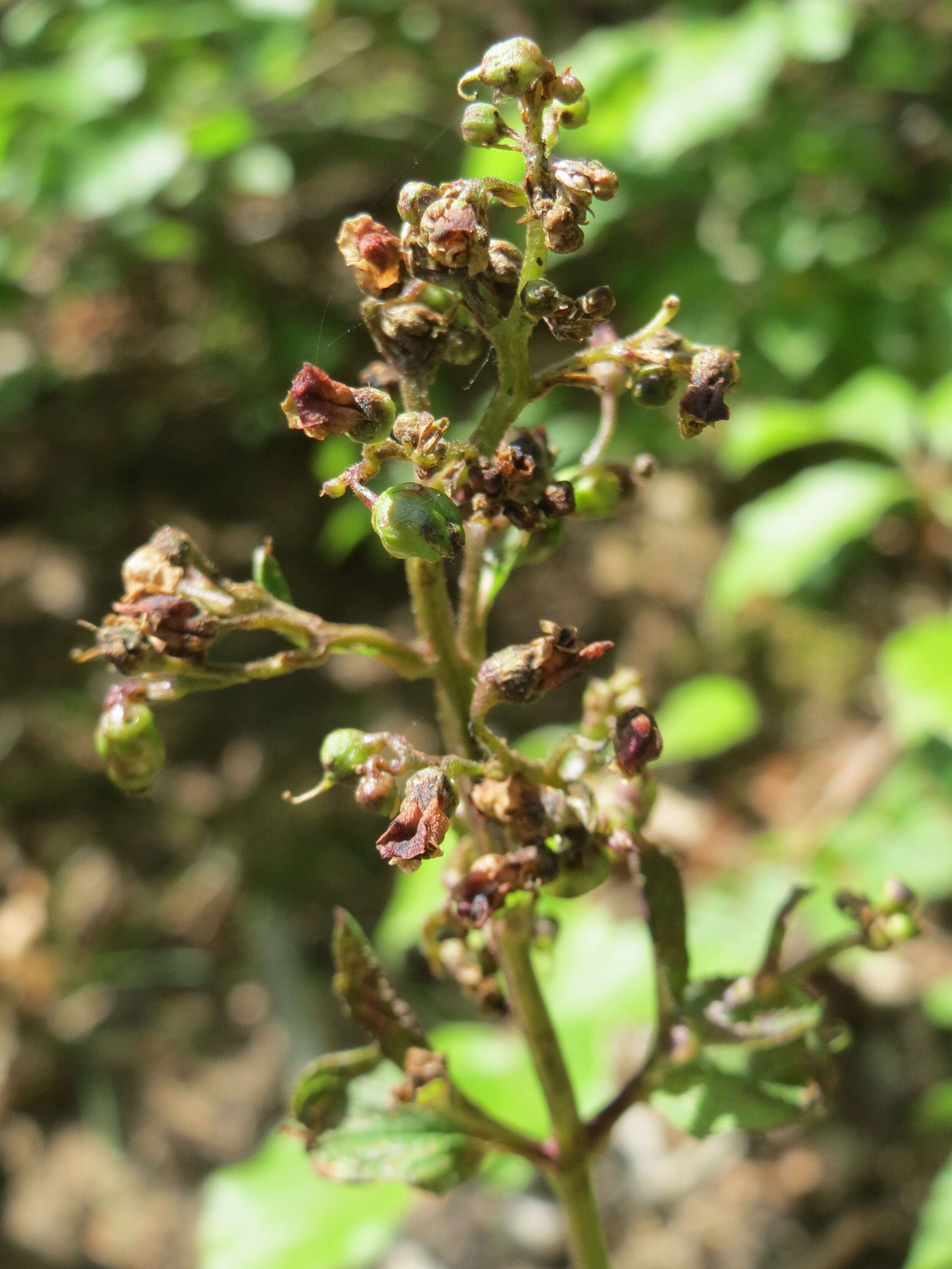 Imagem de Scrophularia nodosa L.