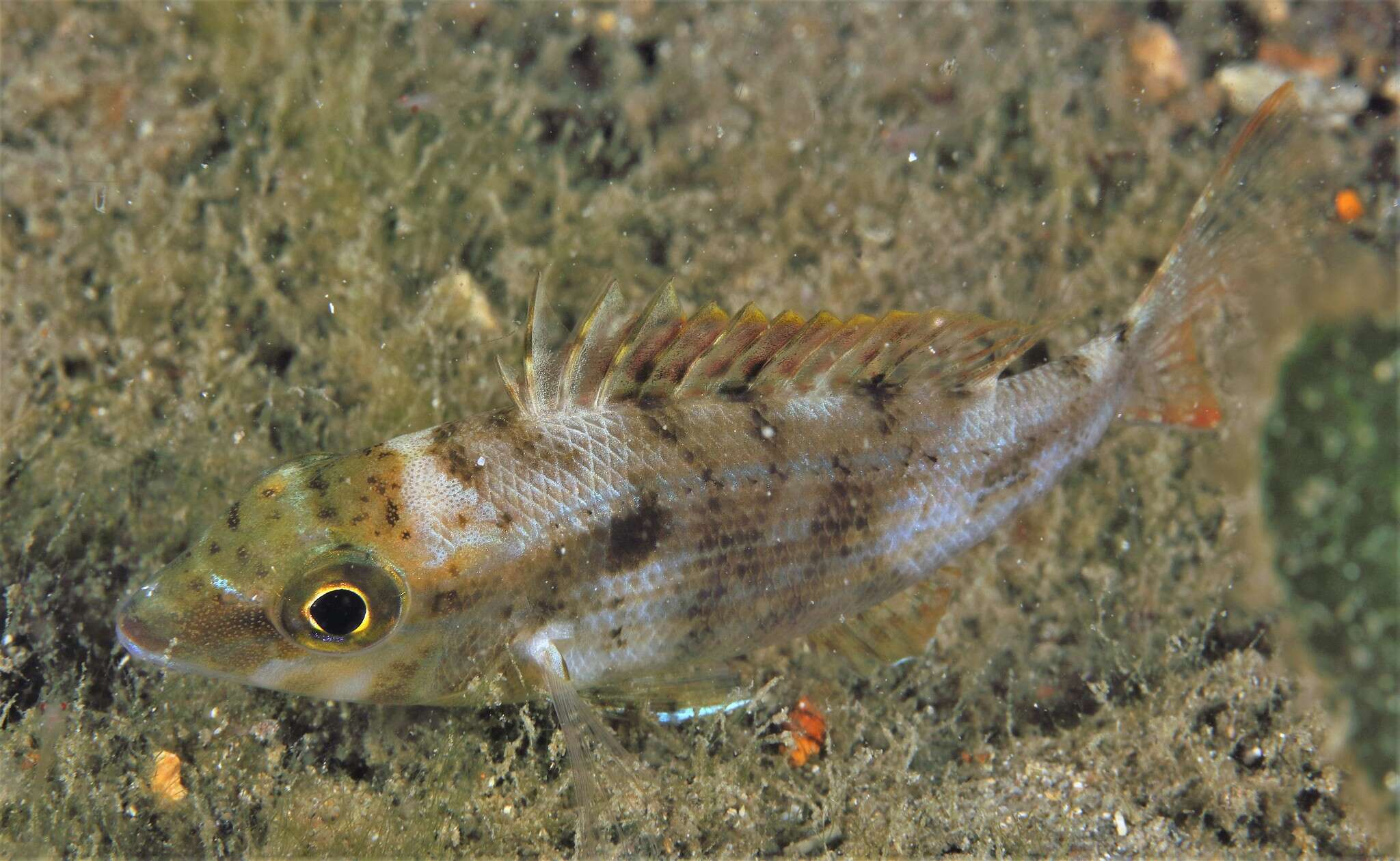 Imagem de Lethrinus genivittatus Valenciennes 1830