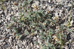 Imagem de Astragalus monoensis Barneby