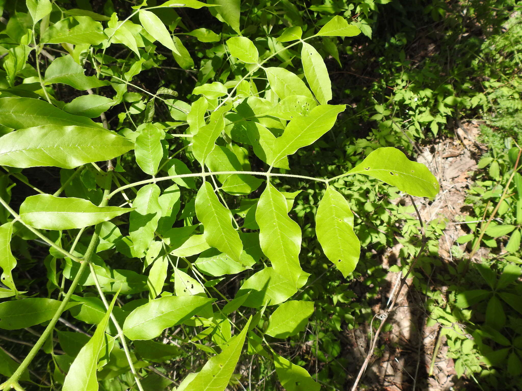 Image of Fraxinus pennsylvanica var. pennsylvanica