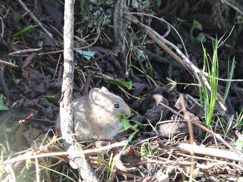 Image of Royle's Pika