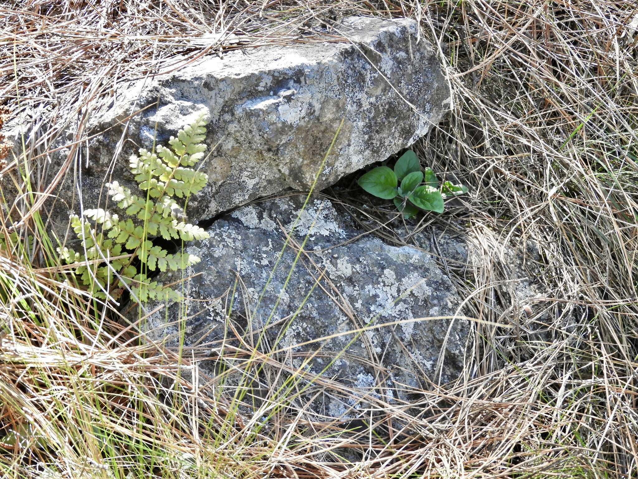 Image of Calceolaria parviflora Gill. ex Benth.