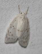 Schistophleps albida Walker 1864的圖片