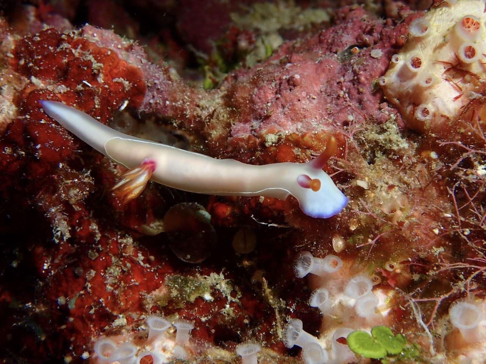 Image of White edge purple slug