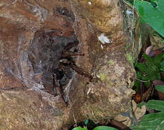 Image of Trinidad Chevron Tarantula