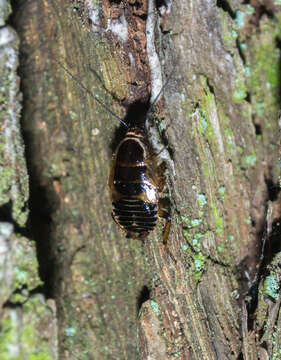 Image of forest cockroach