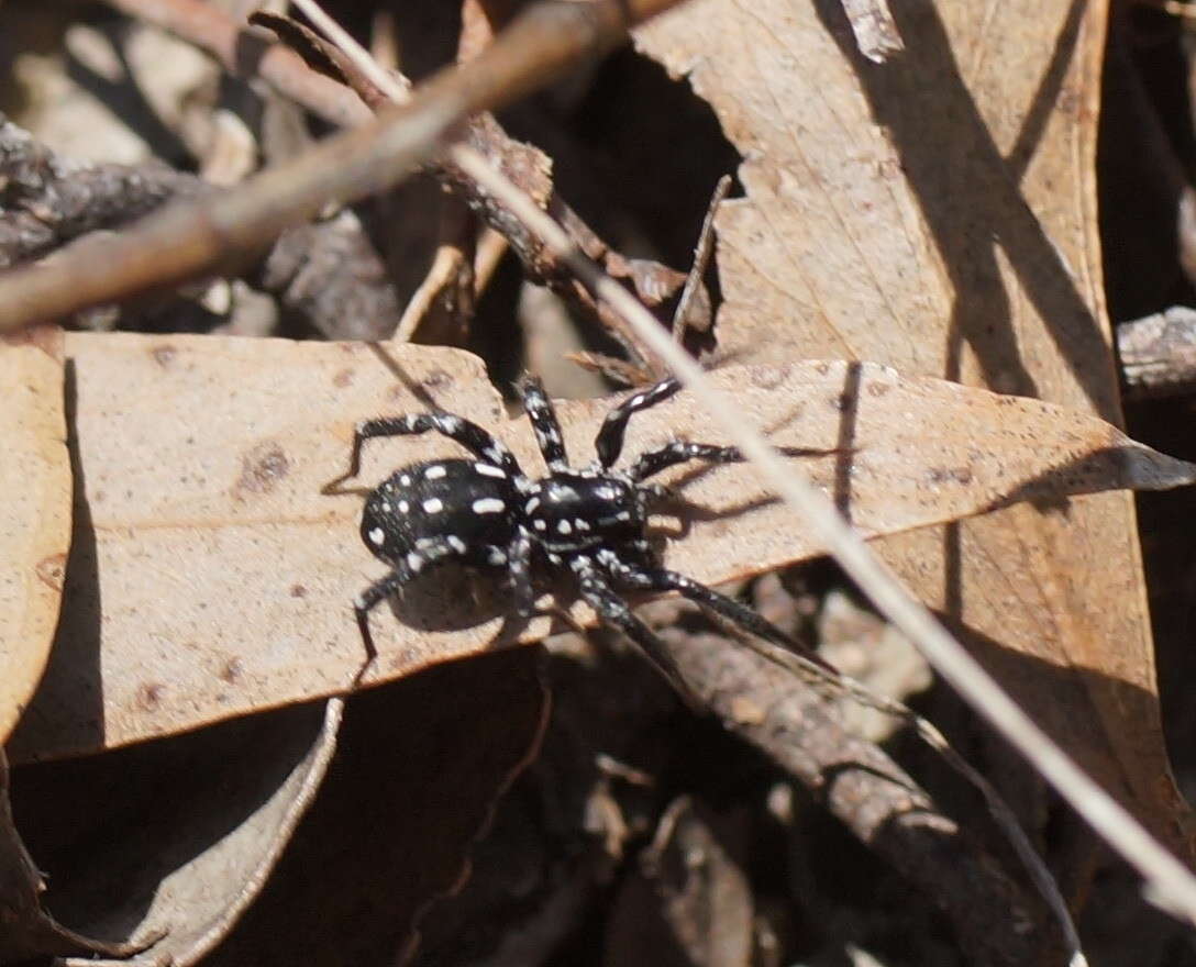 Image de Nyssus albopunctatus (Hogg 1896)