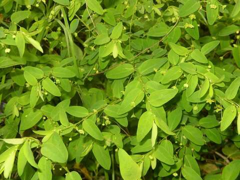 Image of Leptopus chinensis (Bunge) Pojark.