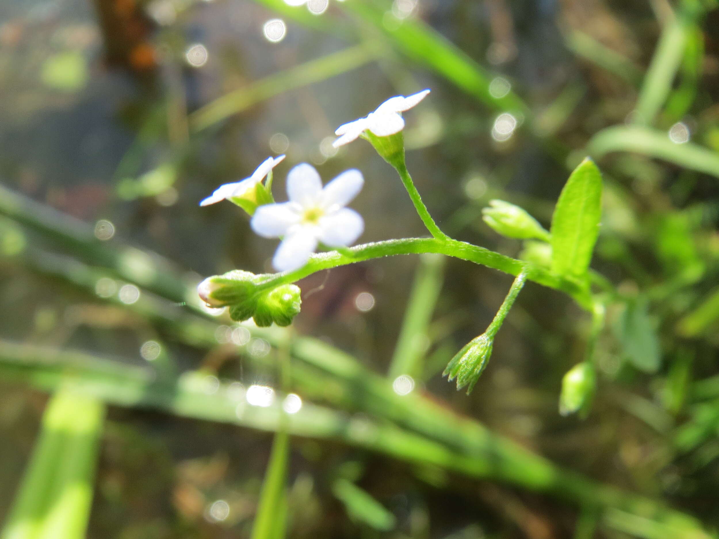 Image of true forget-me-not