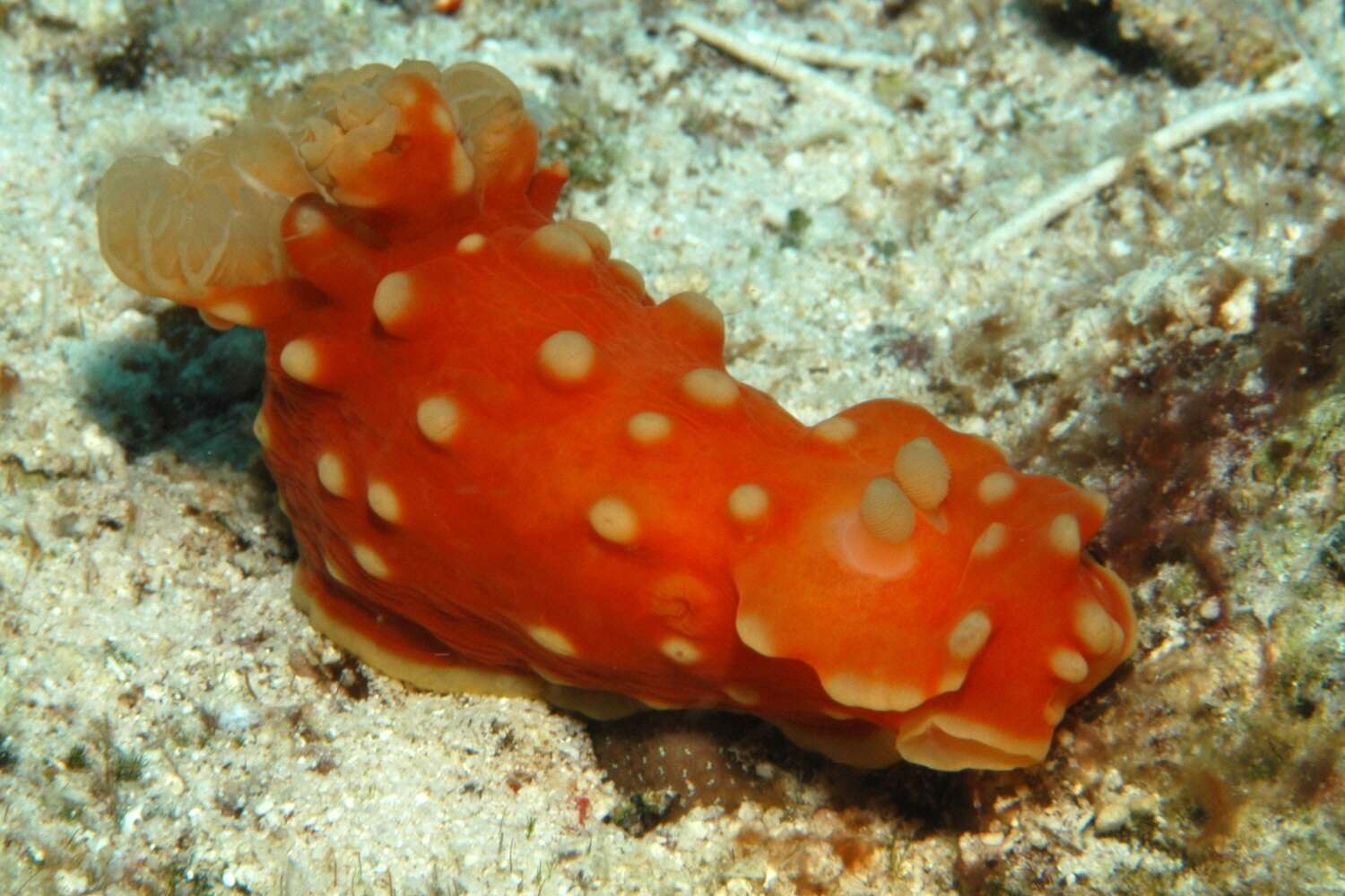 Image of Yellow spot fat red slug