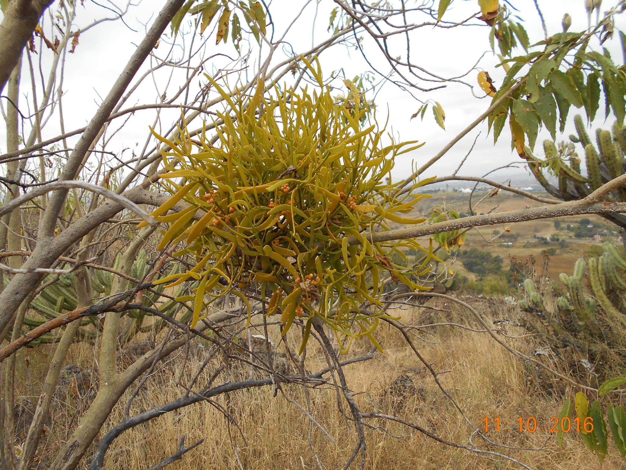 Image of Phoradendron carneum Urb.