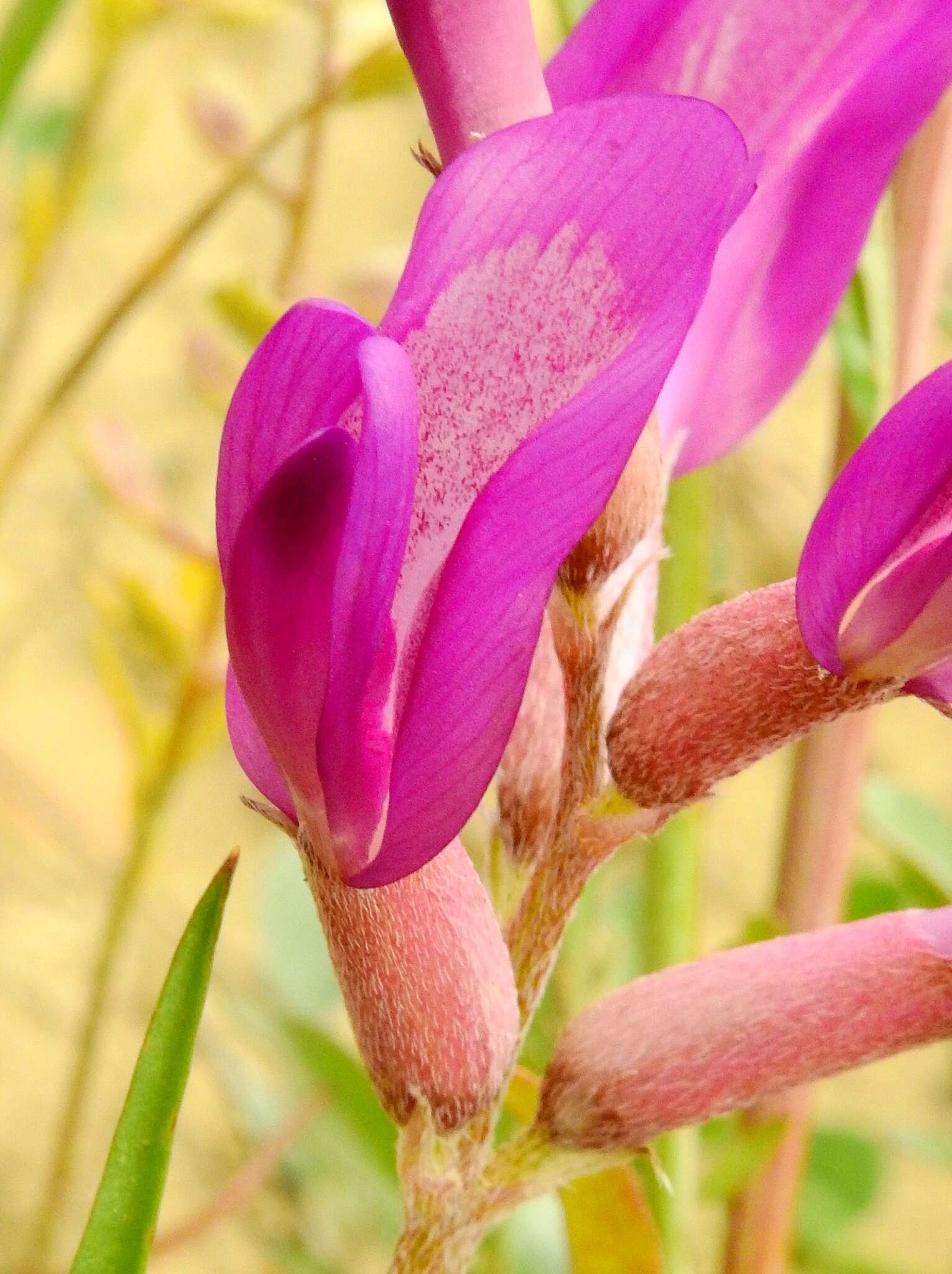 صورة Astragalus amphioxys var. vespertinus (Sheldon) M. E. Jones