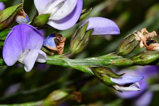 Image of <i>Psoralea congesta</i>