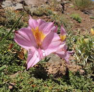 Image of Alstroemeria exserens Meyen