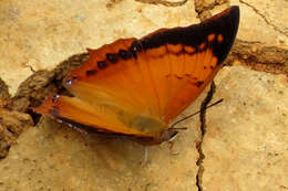 Image of Charaxes bernardus Fabricius 1793