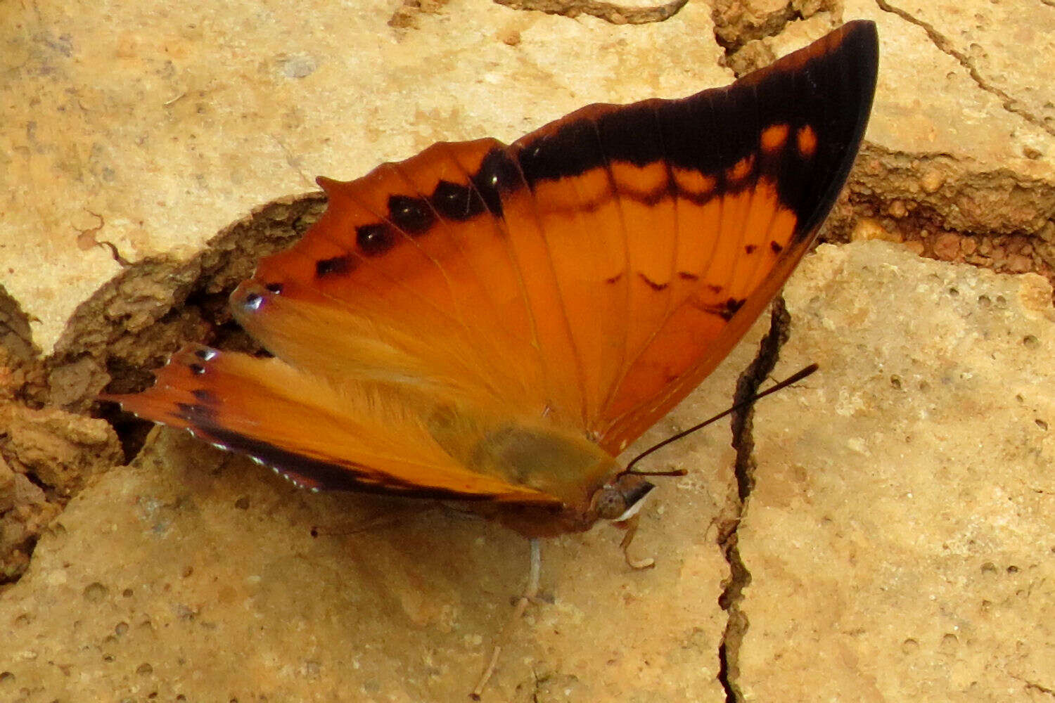 Imagem de Charaxes bernardus Fabricius 1793