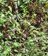 Image of Pink Knotweed