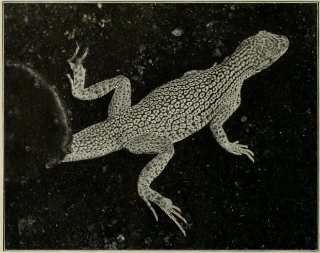 Image of Mojave Fringe-toed Lizard