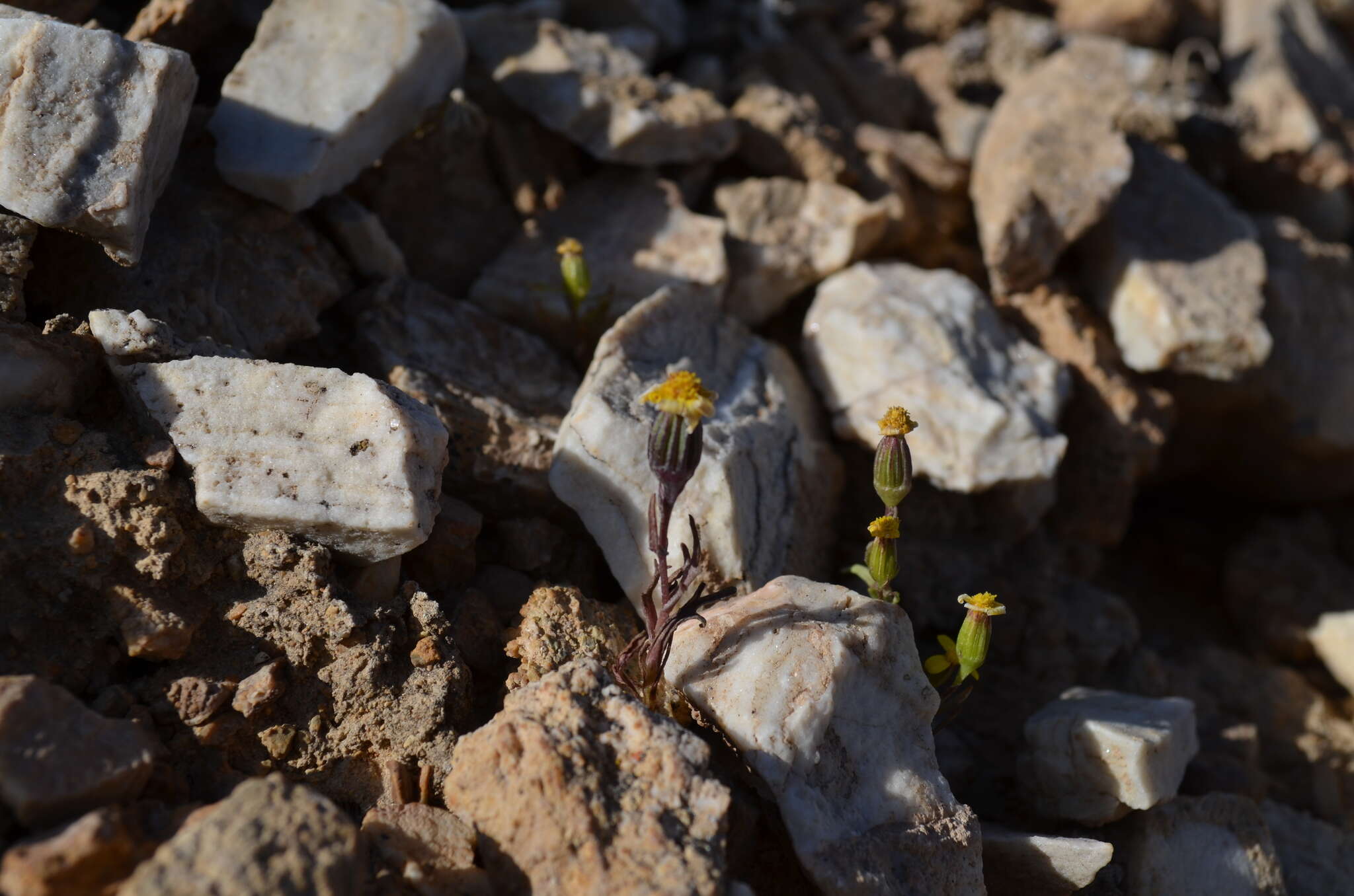 Image of Senecio krascheninnikovii Schischk.