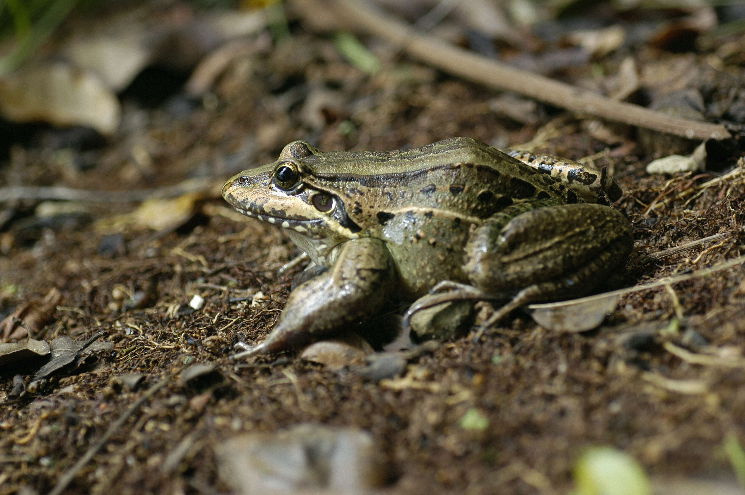 Image of Leptodactylinae Werner 1896