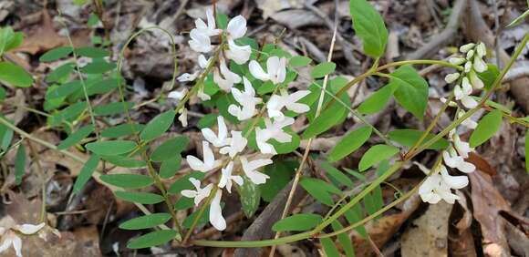 Imagem de Vicia caroliniana Walter