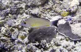 Image of Blacktail snapper