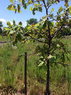 Image of Swamp White Oak