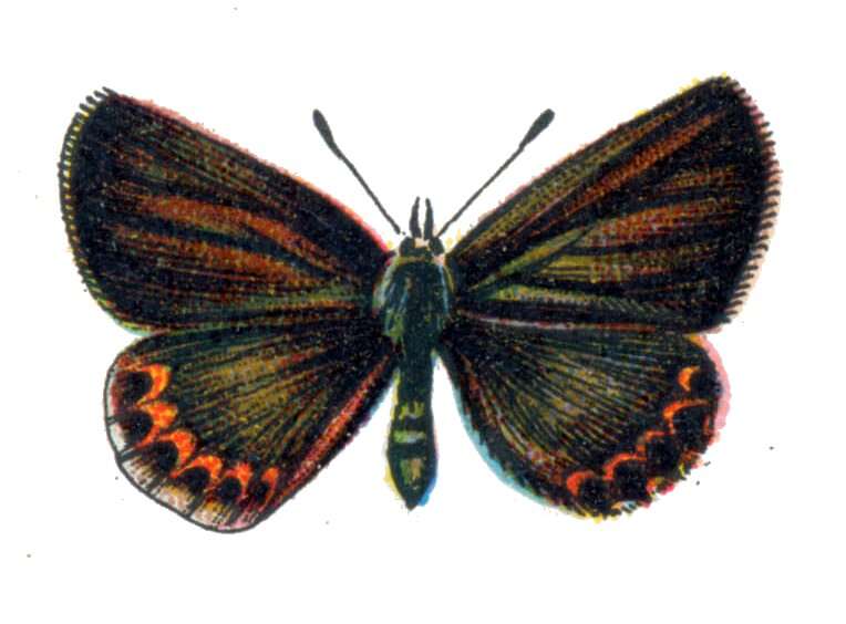 Image of Plebejus idas