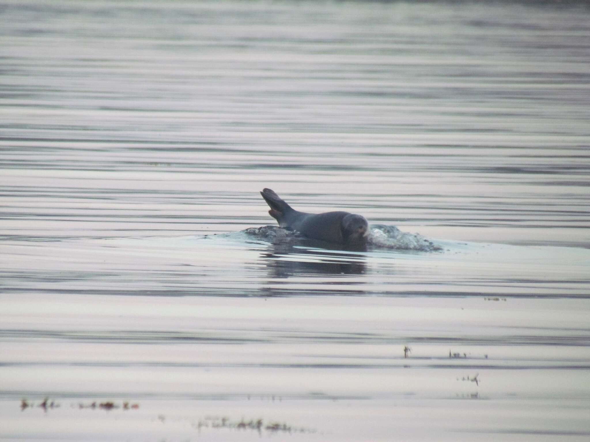 Image of Arctic ringed seal