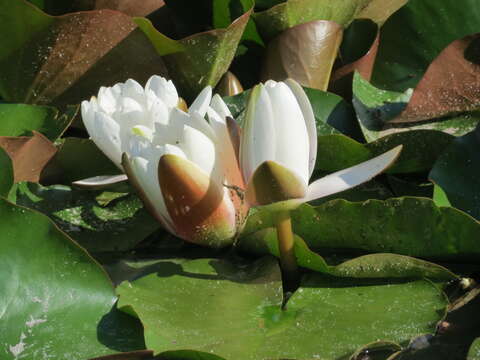 Image of European white waterlily