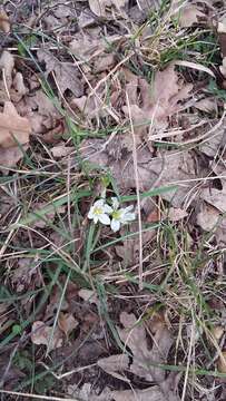 Image of Ornithogalum fimbriatum Willd.