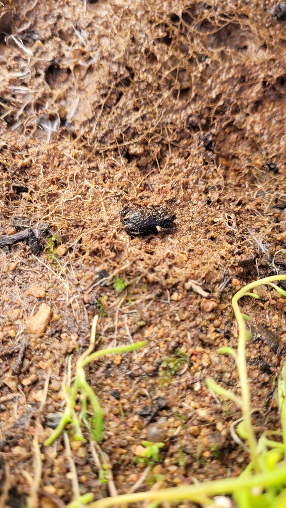 Image of Orange-crowned Toadlet