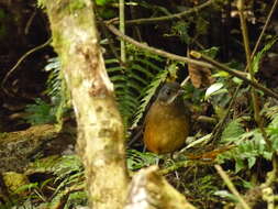 Image of Moustached Antpitta