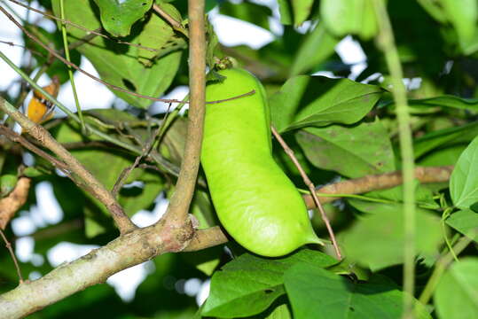 Image of Canavalia lineata (Thunb.) DC.