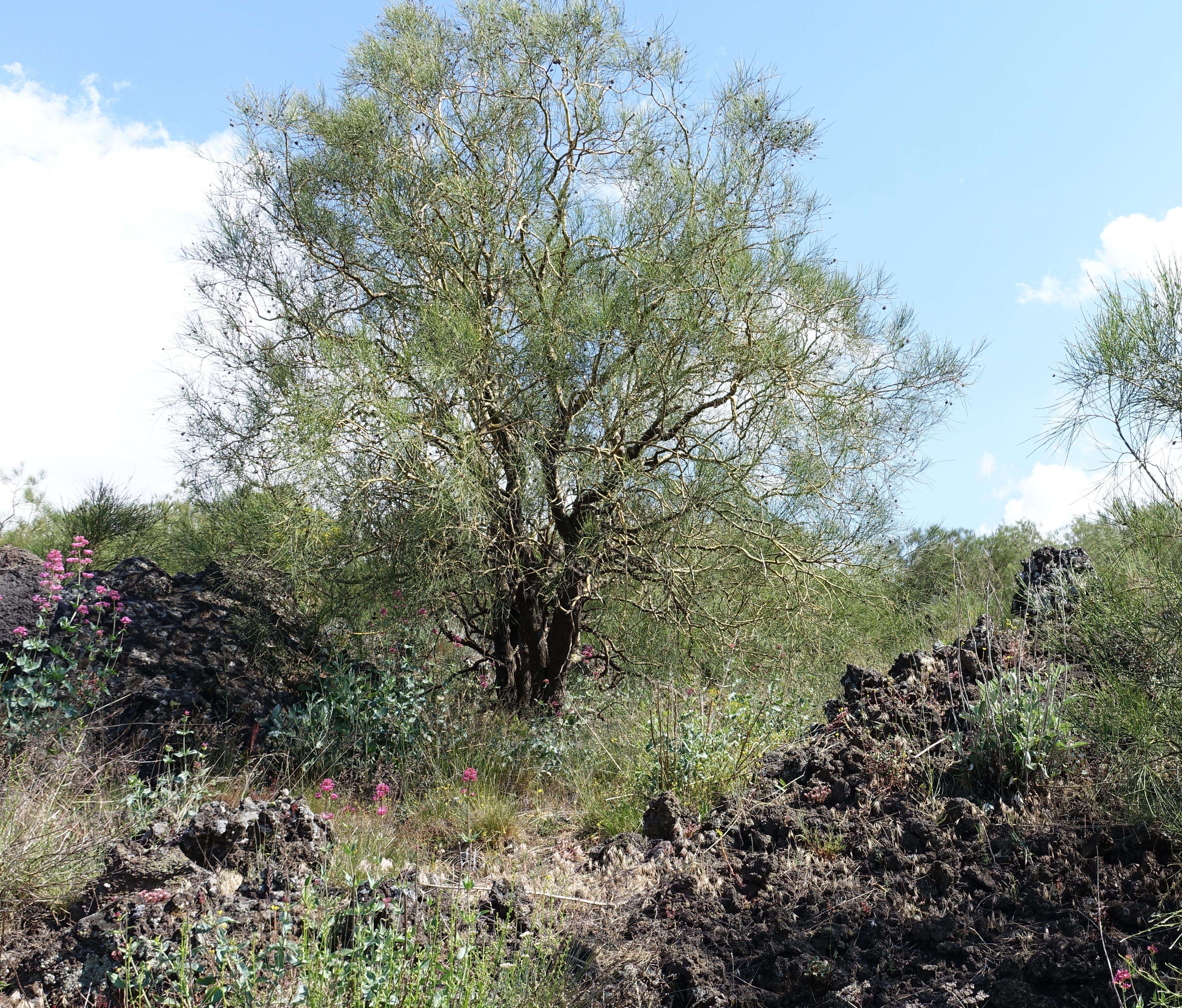 Image of Mt. Etna broom