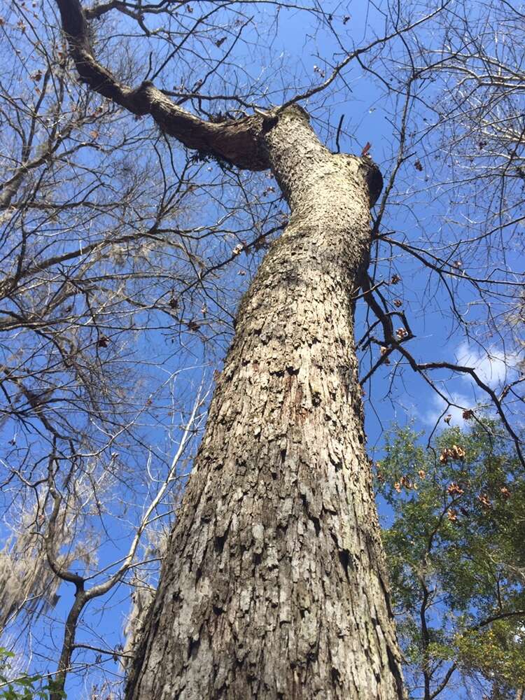 Imagem de Quercus austrina Small